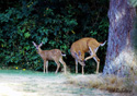 Odocoileus hemionus